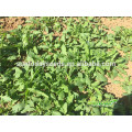 Suntoday vegetal asiático F1 orgânicos jardim foguete argula alface Lactuca sativa sementes (32004)